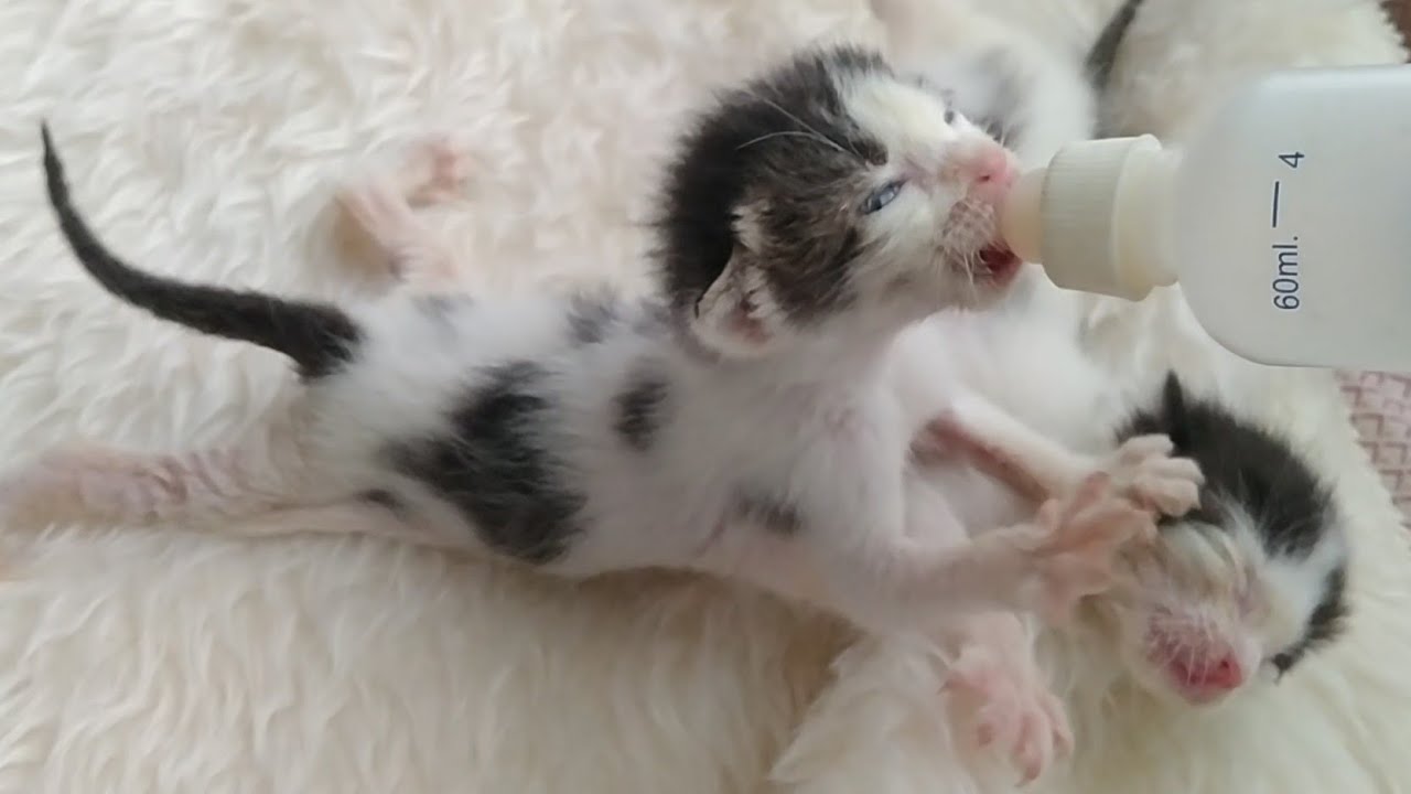 2 Hungry Baby Kittens Battle Over Milk Bottle - Adorable Cat Fight