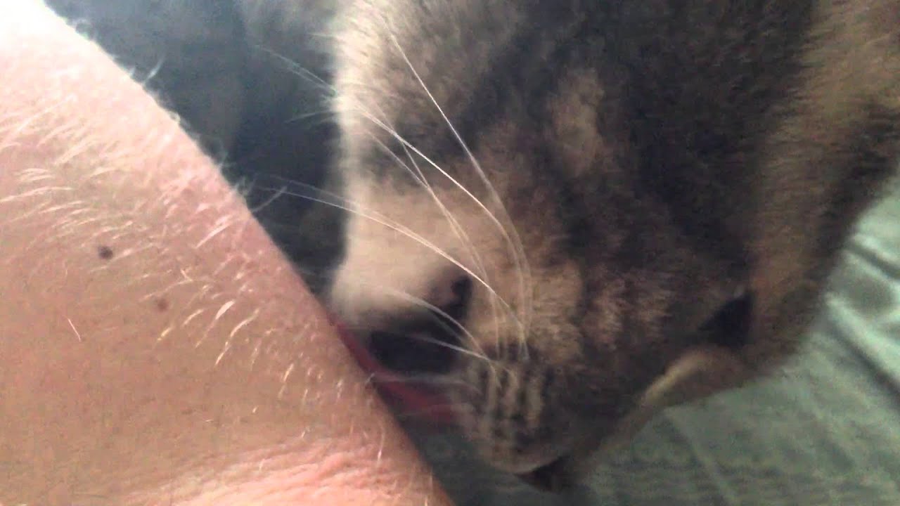 Kitty won't stop licking my arm