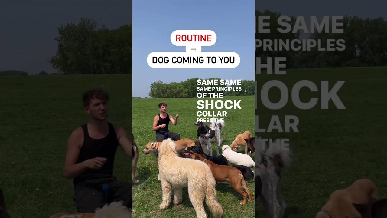 How to train the perfect recall. Off leash obedience with long line. #dogtraining #doglover