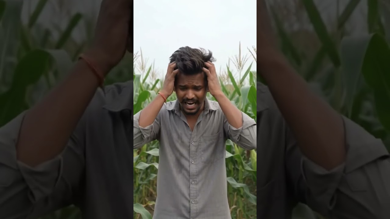 #Monkeys #destroyed #my #corn 🙏🙏😭😭😭 #subscribe