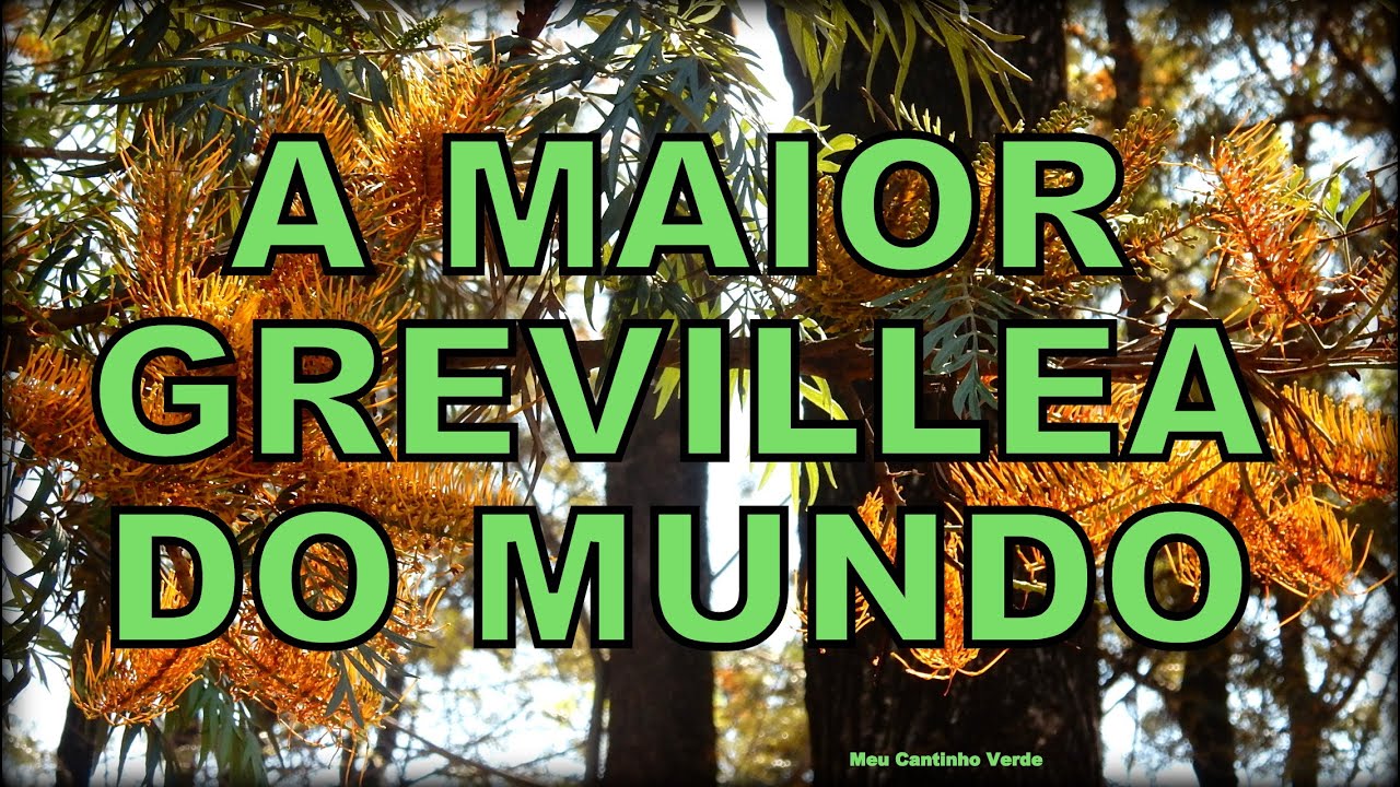 Grevillea Robusta - A maior do gênero
