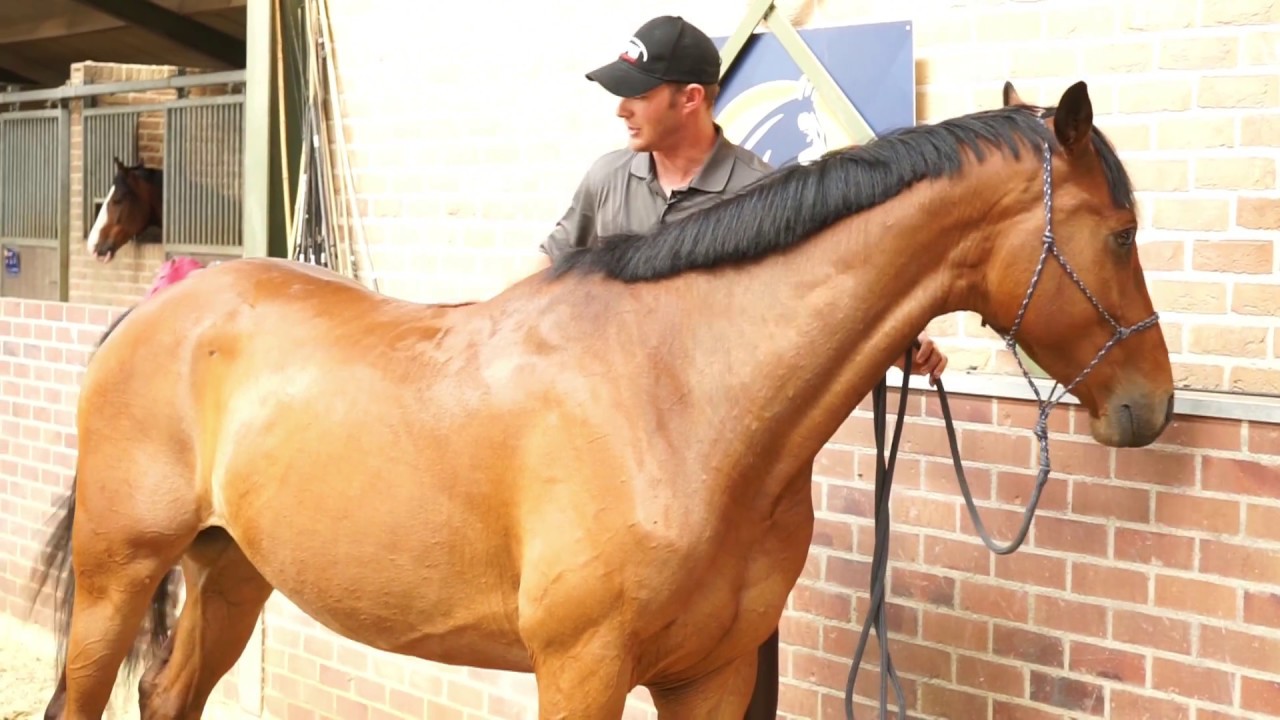 The TRT method Series Episode #7 - The explosive gelding (part 1)