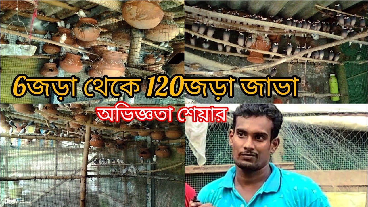 6জড়া থেকে 120জড়া জাভা পাখির অভিজ্ঞতা শেয়ার ||কিছু পাখি সেলও আছে?#smanimalscare99