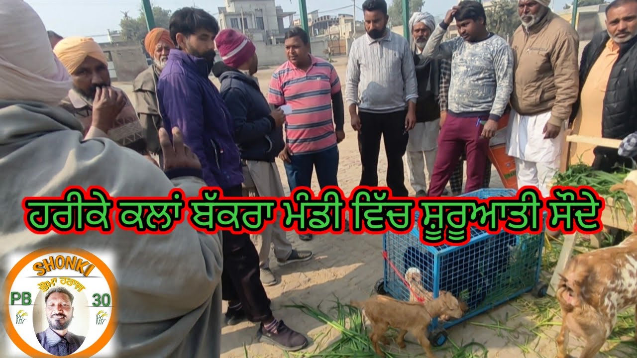 ਹਰੀਕੇ ਕਲਾਂ ਬੱਕਰਾ ਮੰਡੀ ਵਿੱਚ ਪਹੁੰਚੇ ਟੌਪ ਵਪਾਰੀ ਅਤੇ ਕੀਤੇ ਕਈ ਸੌਦੇ ਆਜੋ ਵੇਖੀਏ #shonkipb30 