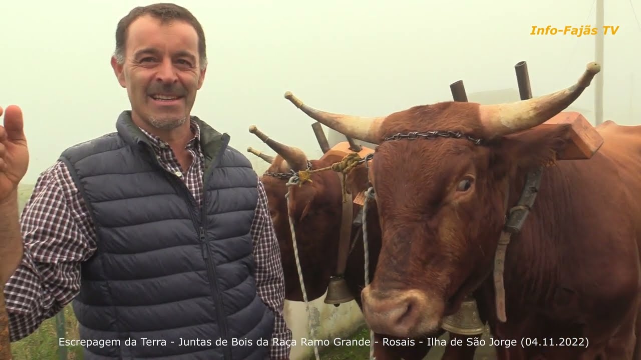 Escrepagem da Terra – Juntas de Bois da Raça Ramo Grande – Rosais – Ilha de São Jorge