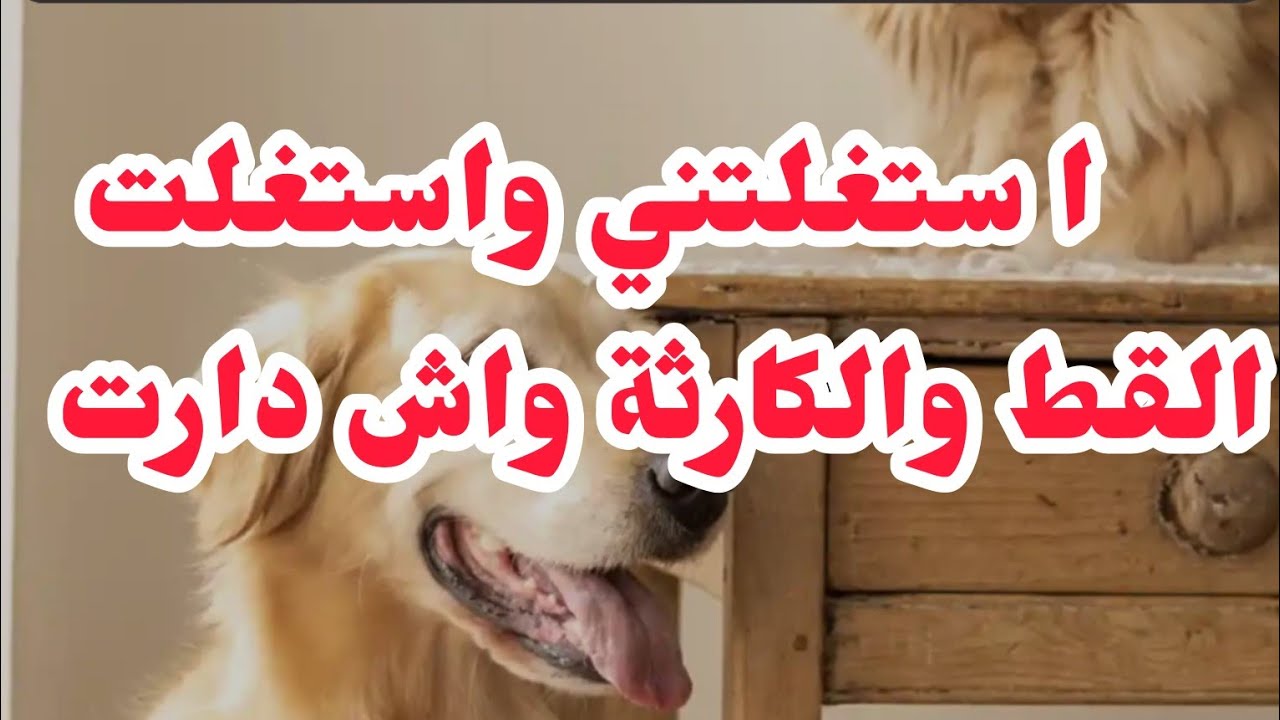 انا في غيبوبة استغلتني واستغلت الڨط💔 الكارثة شكون⛔وواش دارت⛔ والسبب⛔