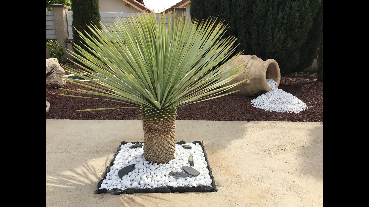 yucca rostrata splendeur et élégance