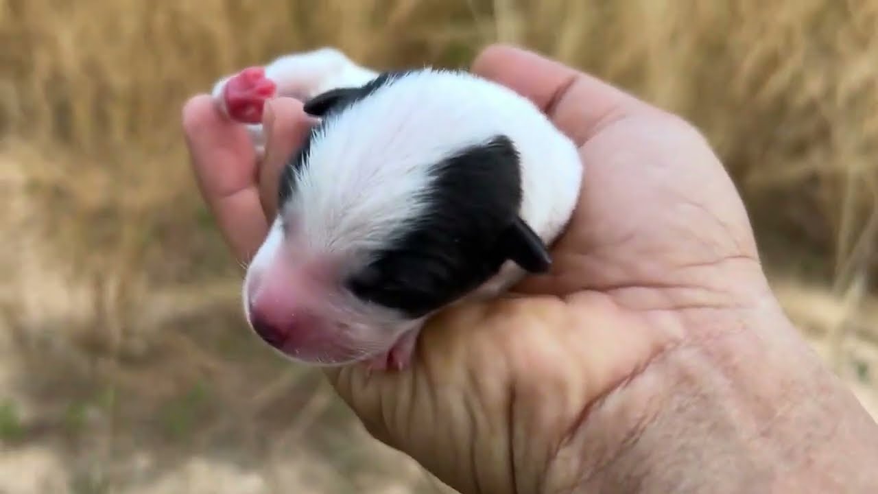 Never ignore saving a newborn puppy, gathering abandoned pets, feeding poor dogs healthy food