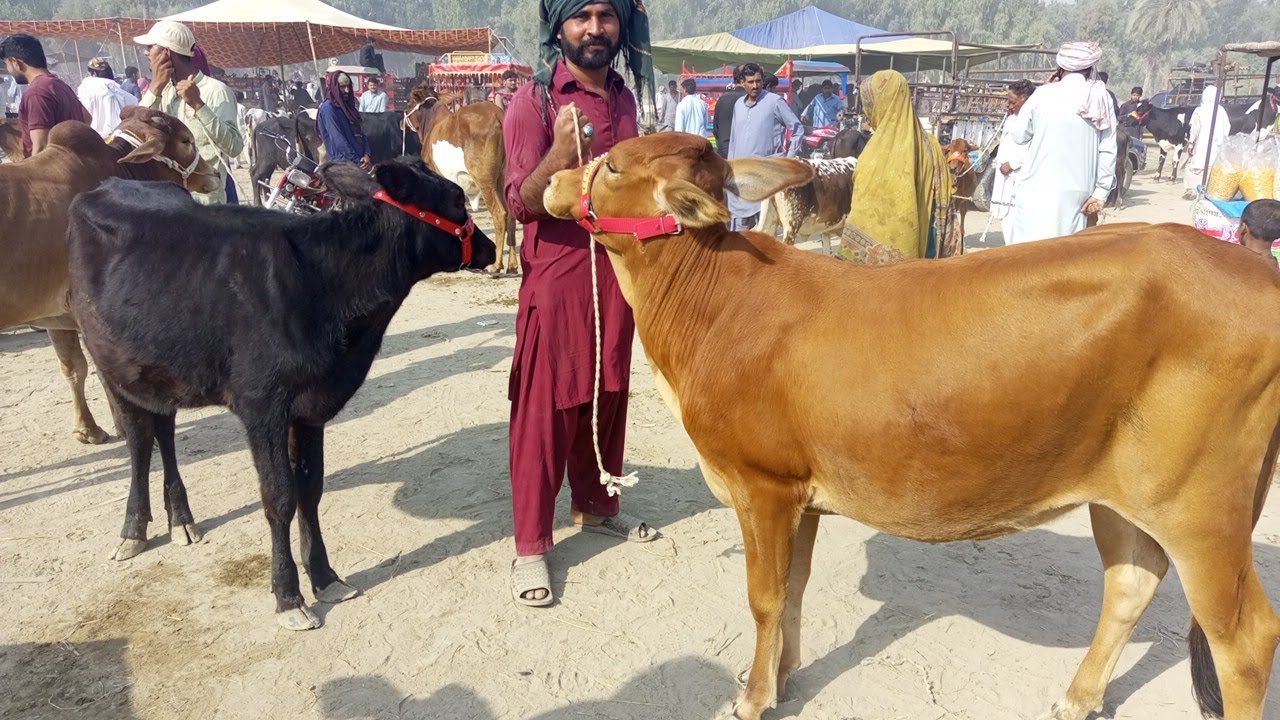 Sahiwal cholistani bachriyan / Bachray for sale