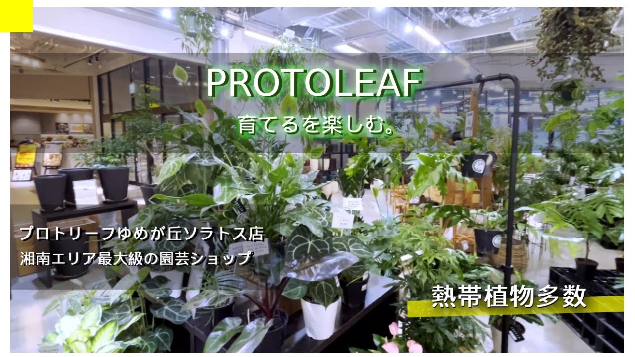 【観葉植物】育てるを楽しむ。プロトリーフが湘南エリア最大級の園芸店となる「PROTOLEAFゆめが丘ソラトス店」をオープンしたのでショップ巡り｜熱帯植物