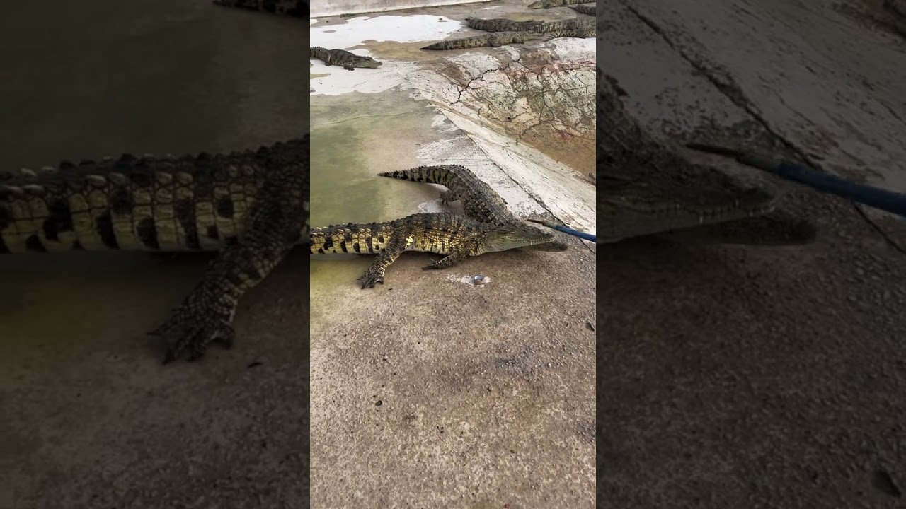 #crocodile