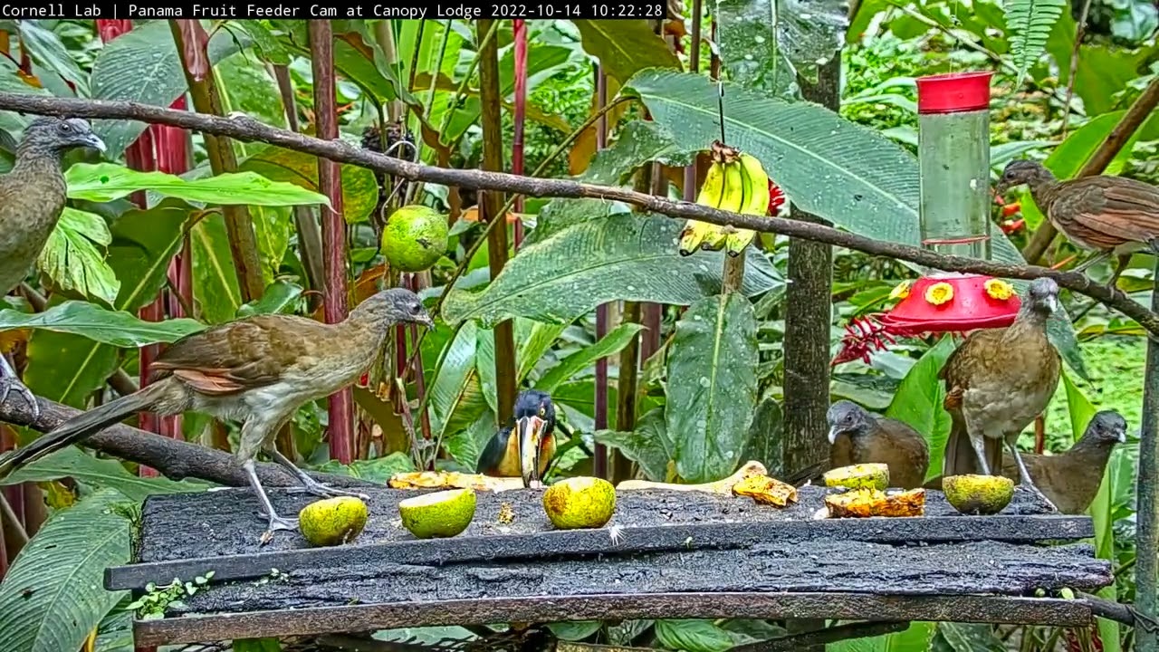 Aracaris and Chachalacas Make Quick Work of Their Meal – October 14,  2022