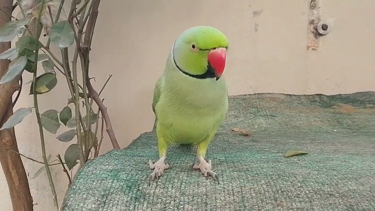 Ringneck kivi talking 