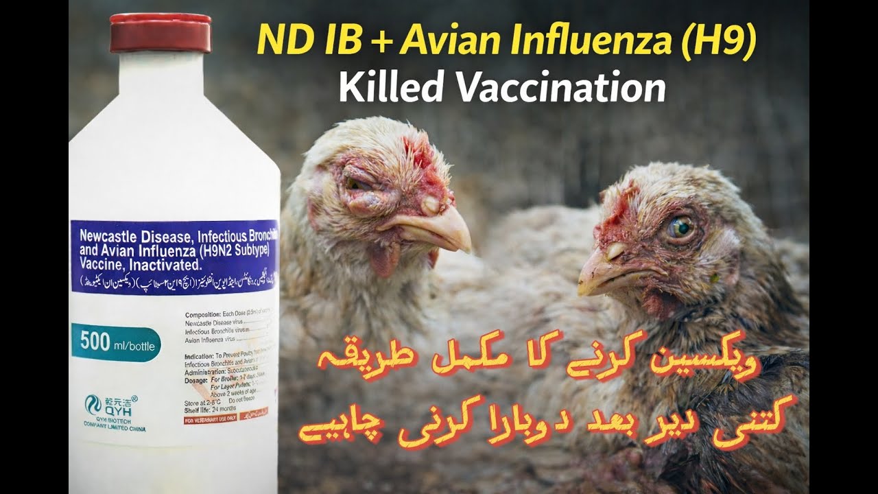 ND IB + H9 Killed Vaccination | Poultry Birds ko Deadly Diseases se Bachanay ka Sahi Tareeqa #viral