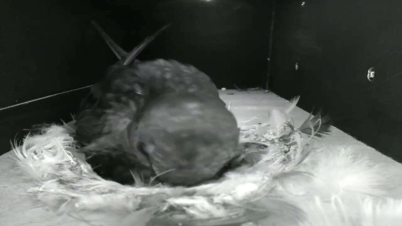 From empty nest to first egg-  camera highlights 2022 #4 