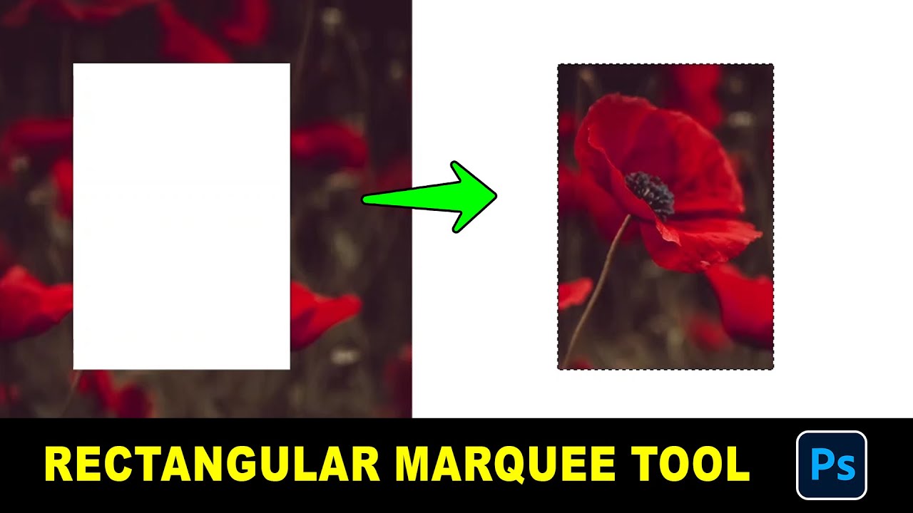 Rectangular Marquee Selection Tool || Photoshop