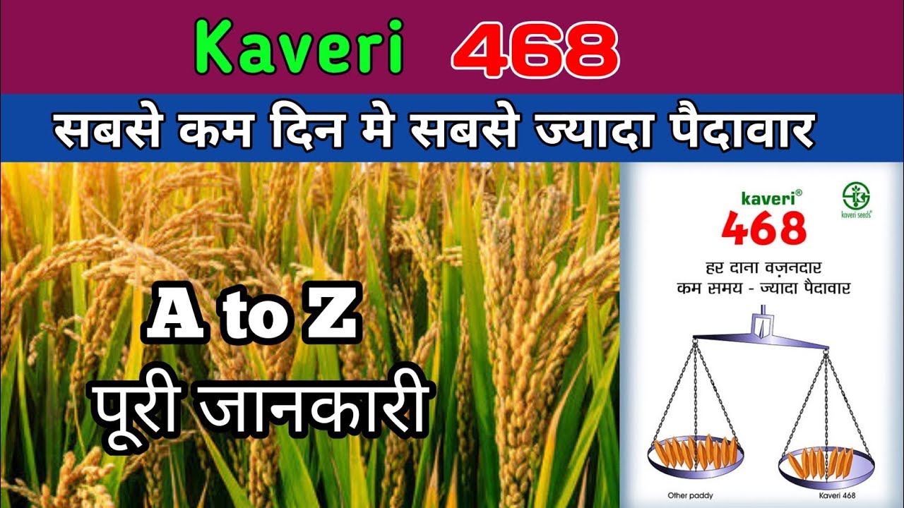 kaveri 468 hybrid paddy seed | kaveri 468 dhan | 468 dhan kaveri | 468 hybrid paddy