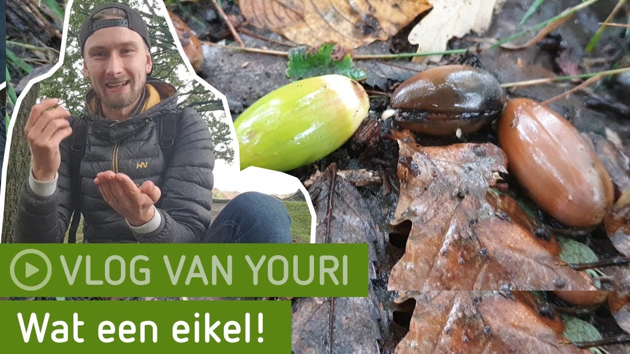Wat een eikel! | Deelerwoud