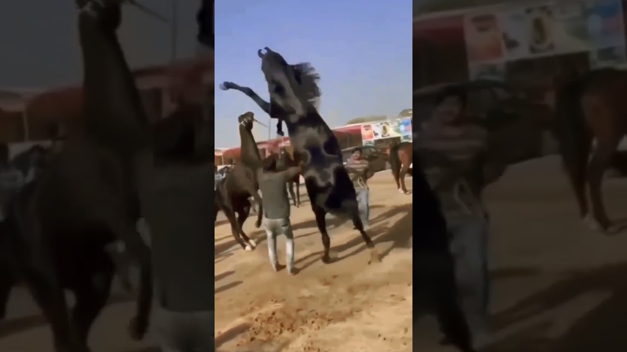 #horse fight#viral #video#shortsfeed#like#subscribe