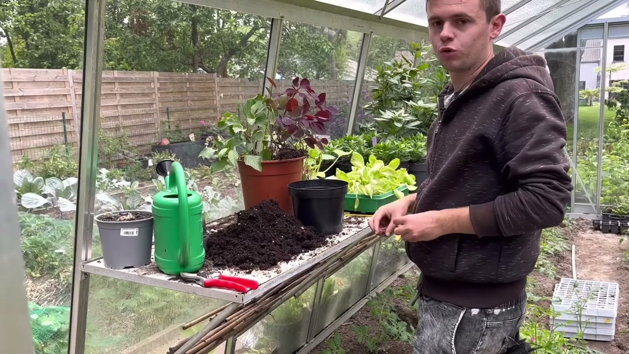 Comment bouturer un arbuste? Le marcottage