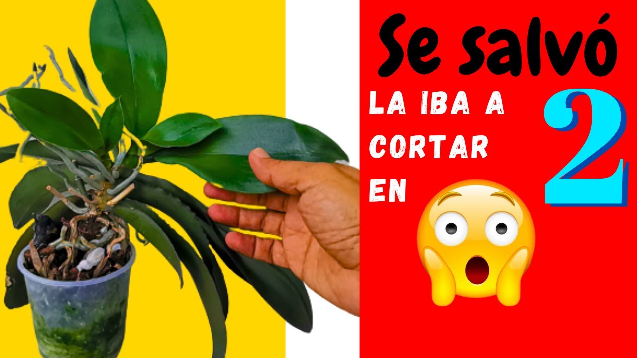 Aún no puedo cortar mi orquídea en dos | Orquídeas Phalaenopsis |