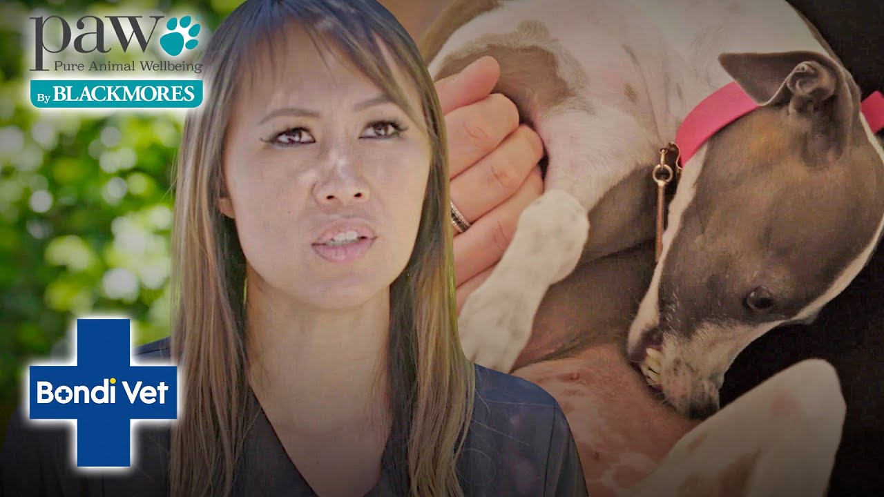 Vet Helps An Italian Greyhound Who Can't Stop SCRATCHING! | Bondi Vet X PAW By Blackmores