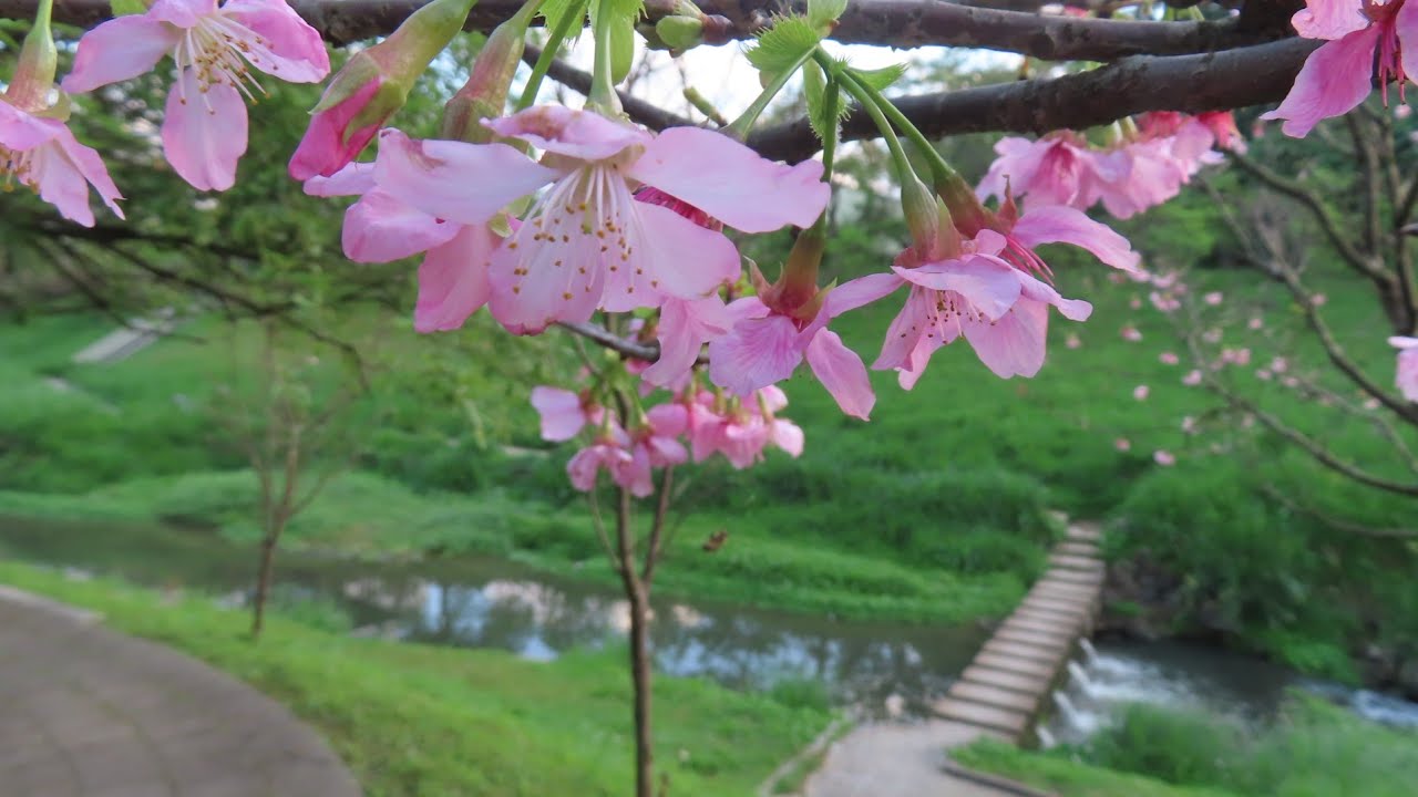 20260312內溝溪櫻花步道
