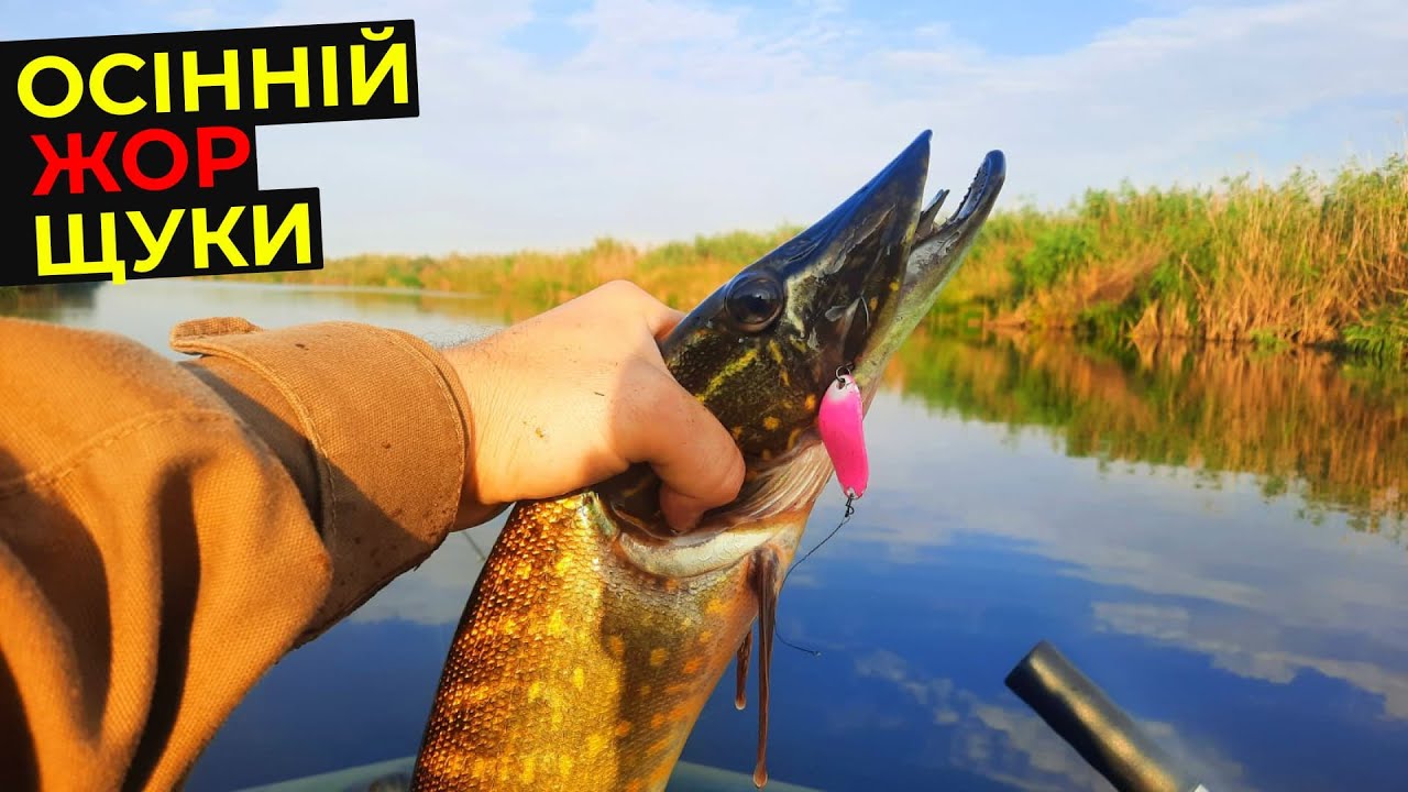 😱 Осінній ЖОР щуки РОЗПОЧАТО !!!? ВЕРЕСЕНЬ Ловля ЩУКИ на СПІНІНГ