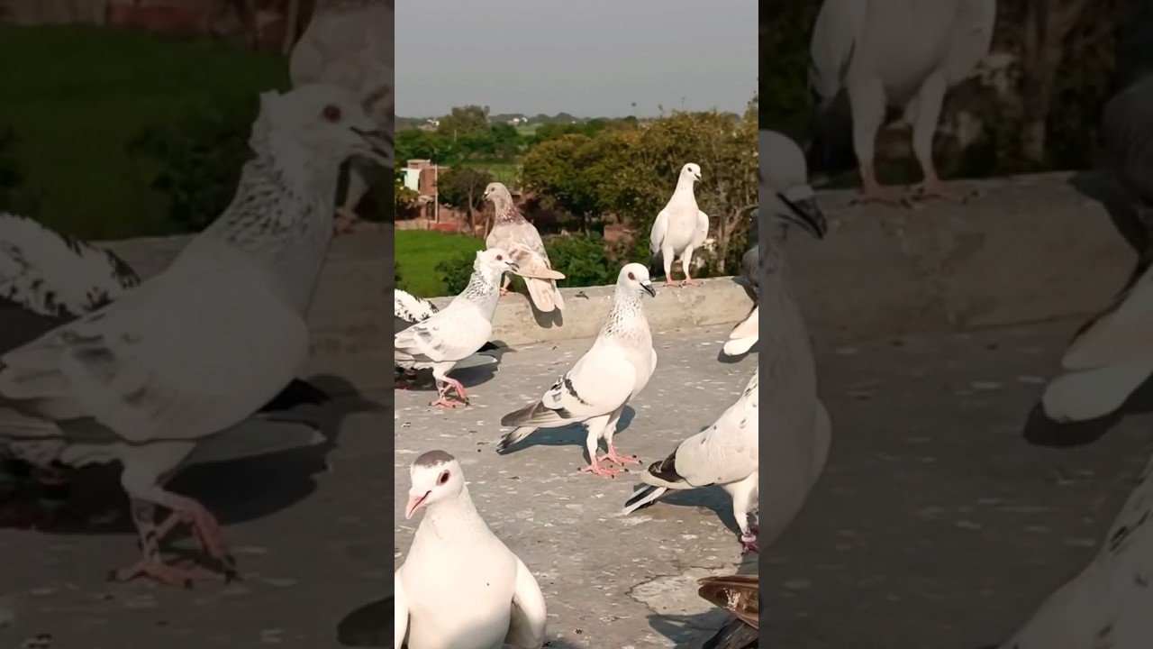 for sale #kabootar #pigeons #youtubeshort #video #agra #shortvideo #sale #viral #video