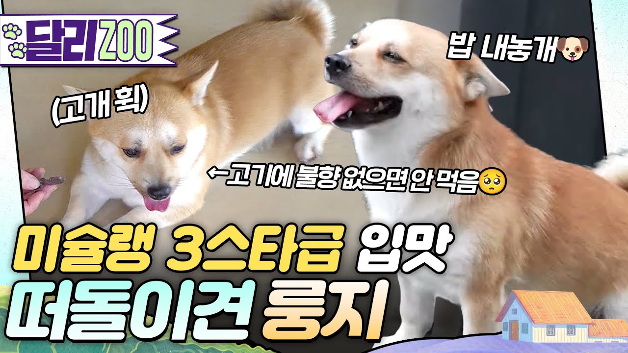 [🐕#달리ZOO] 공짜로 얻어먹으면서 고기 아니면 입도 안 댄다는 고급입맛 떠돌이견 룽지🐶 #TV동물농장 #달리 #DALI