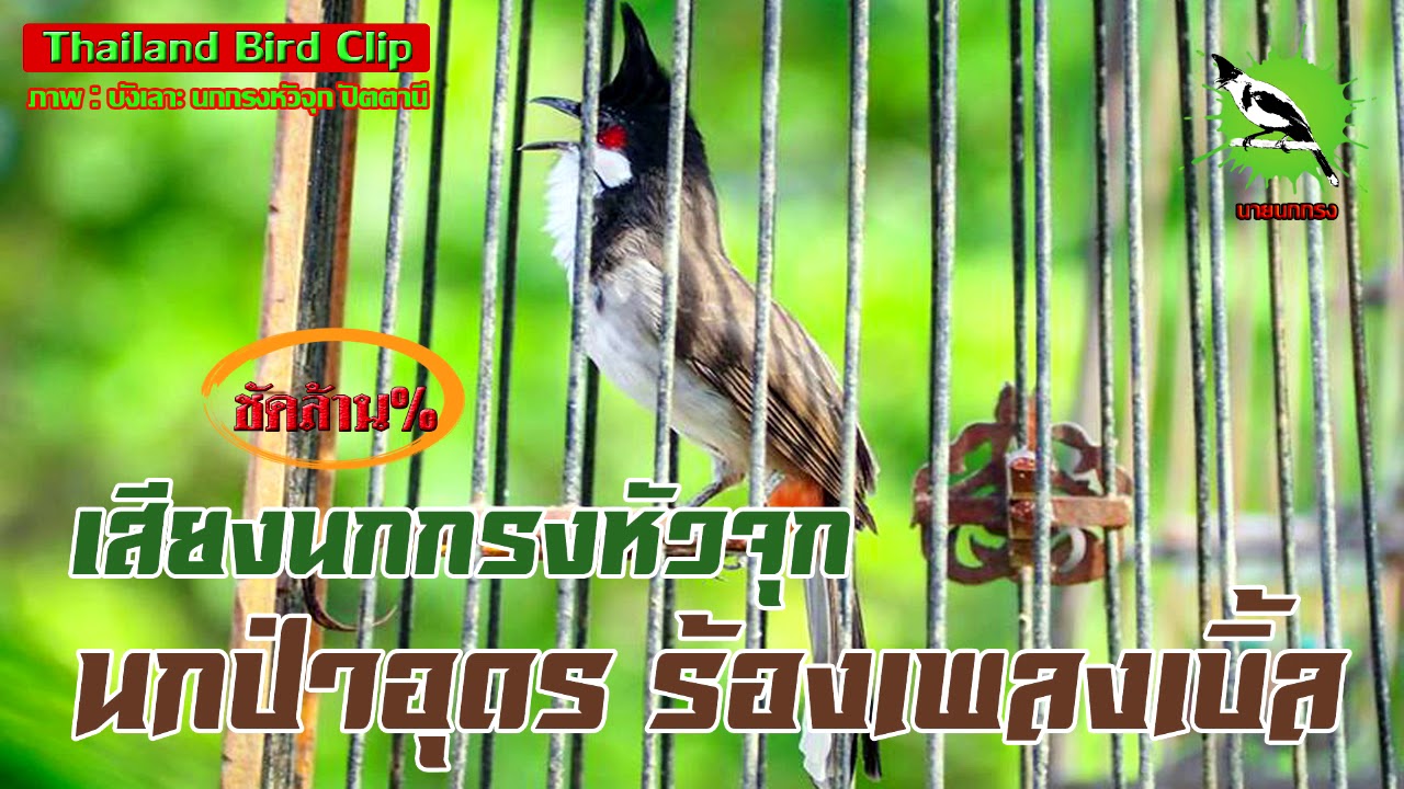 นายนกกรง : เสียงนกกรงหัวจุกอุดร ร้องเพลงเบิ้ล (Thailand Bird Clip) 68 นาที Chào Mào Thái Lan