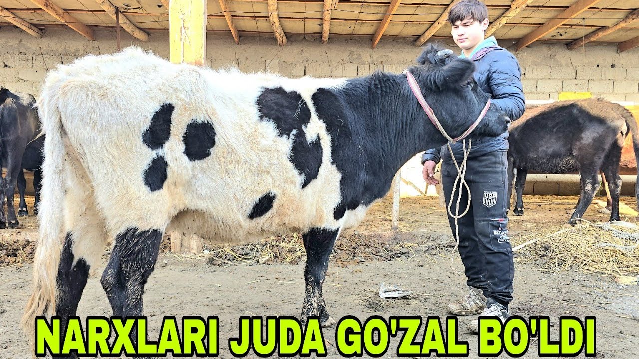 Jo'rabek akadan yangi partiya bo'g'oz mari ona bola va buqalar narxlari3 февраля 2026 г.