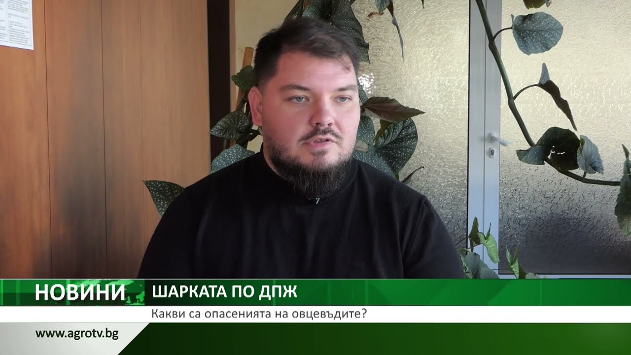 ШАРКАТА ПО ДПЖ: Какви са опасенията на овцевъдите?