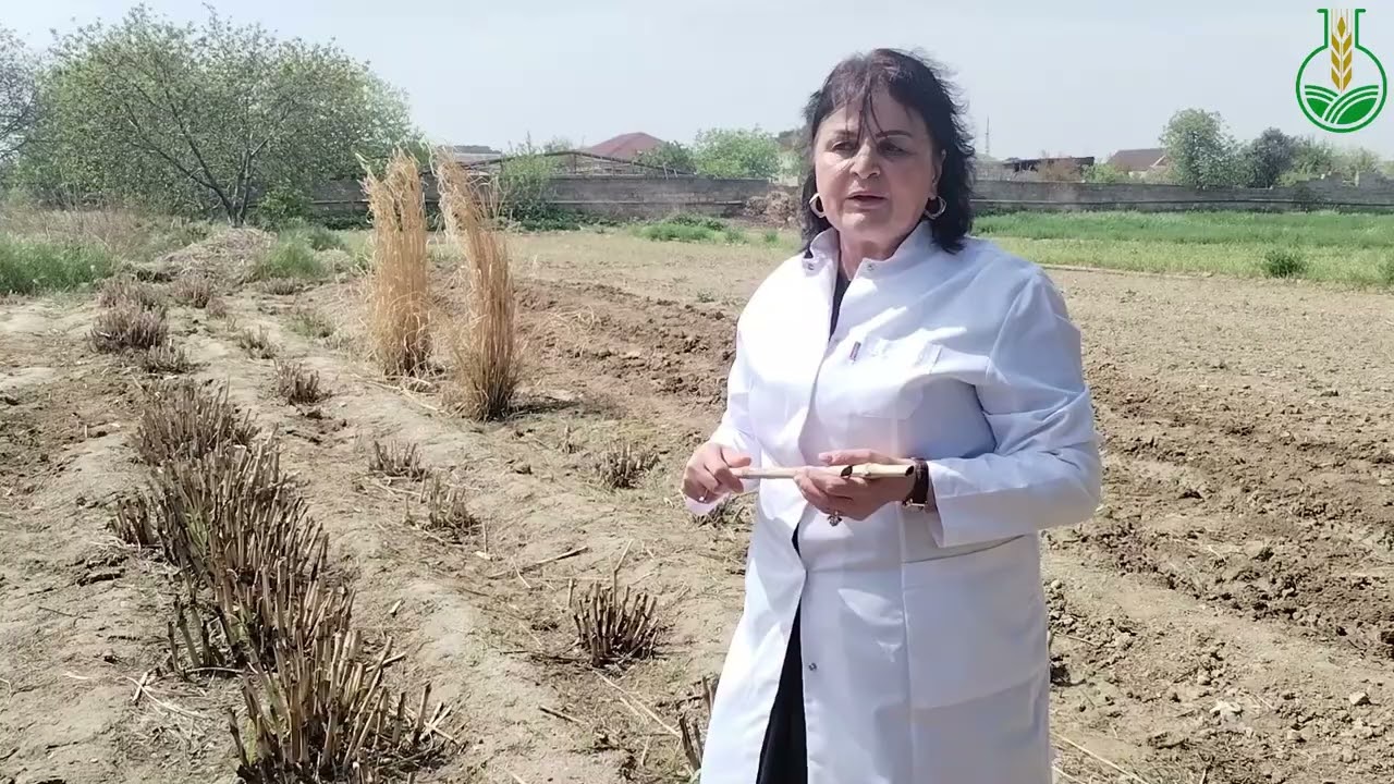 Maralfalfa bitkisinin qış mövsümünü başa vurduqdan sonra inkişaf prosesi - Sevil Abbasquliyeva