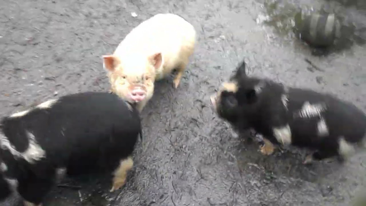 Christmas Treat Train for Our Farm Animals