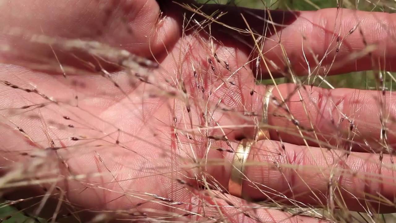 How to identify Serrated Tussock - MVWAC