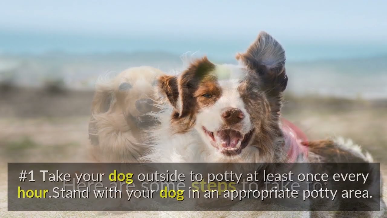 How To Potty Train an Older Dog In an Apartment