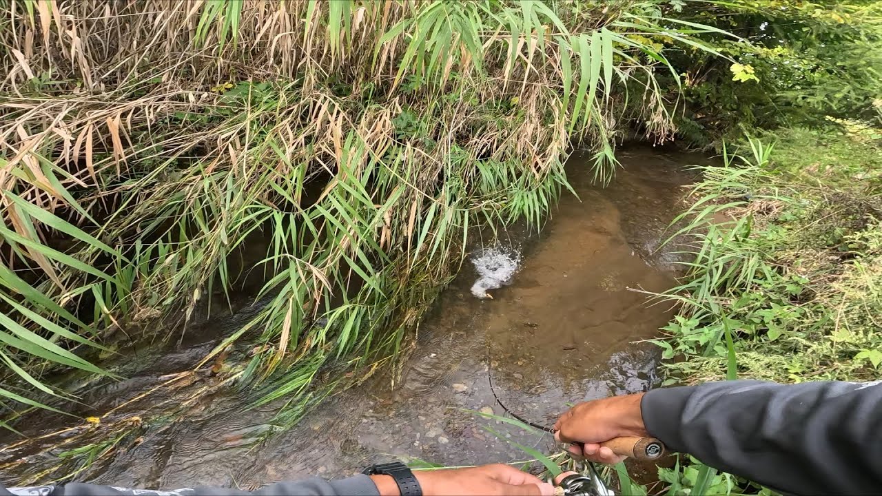 短竿が短竿で釣る！超近距離尺ヤマメ！