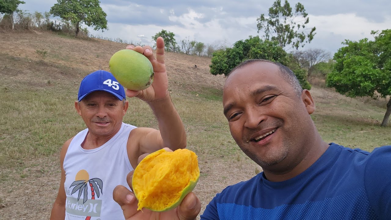 A NOSSA REGIÃO COM MUITA PREPARAÇÃO DE CHUVA E FUI PEGAR MANGA NO TERRENO ESTÁ A DO VIZINHO