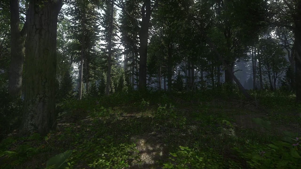 Forest Ambience (Day to Night) | Nature Sounds | Kingdom Come: Deliverance