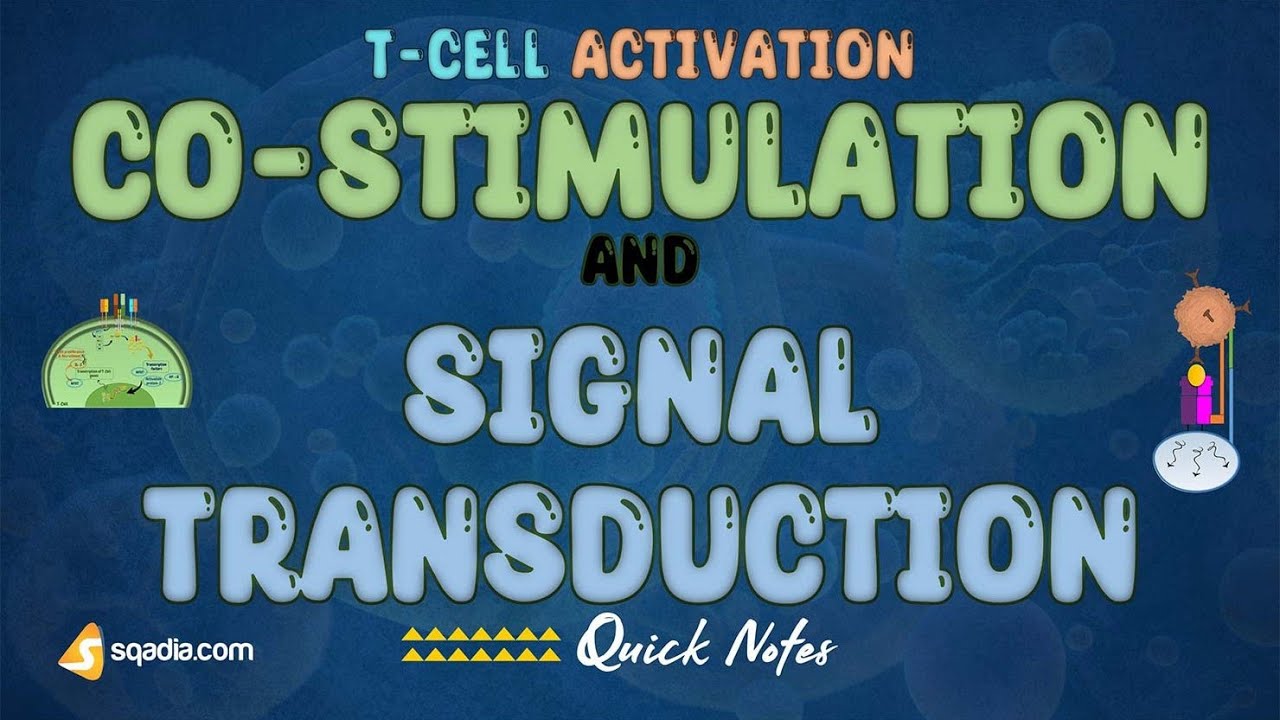 T-Cell Activation | Costimulation and Signal Transduction | Medical Student Immunology