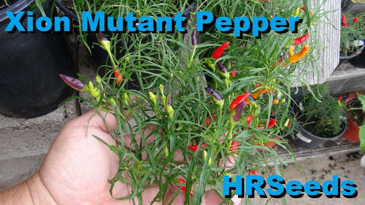 Xion Mutant Pepper | Capsicum annuum | Pod Review