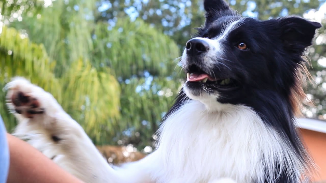 Smart Dogs Doing Cool Tricks Videos Compilation 2017 - Pets of Instagram [NEW]
