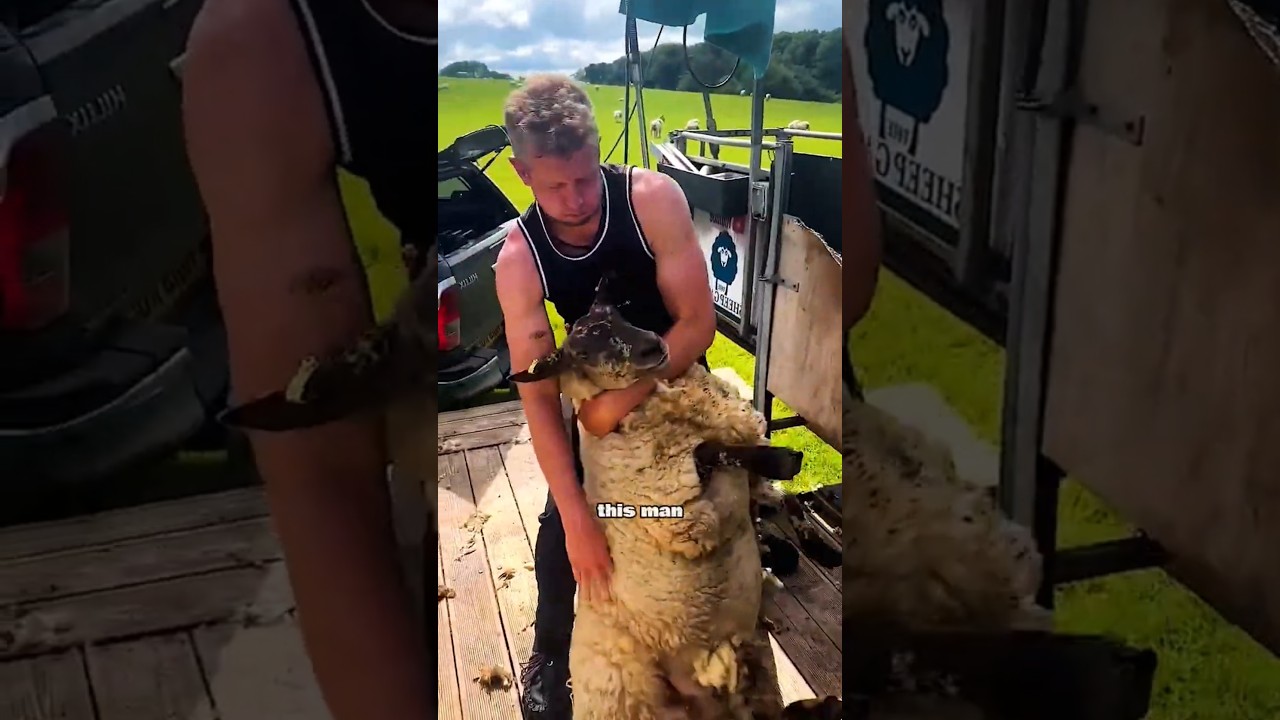 Satisfying Sheep Shearing Pt.2 | Wool Removal 🥺 #viral