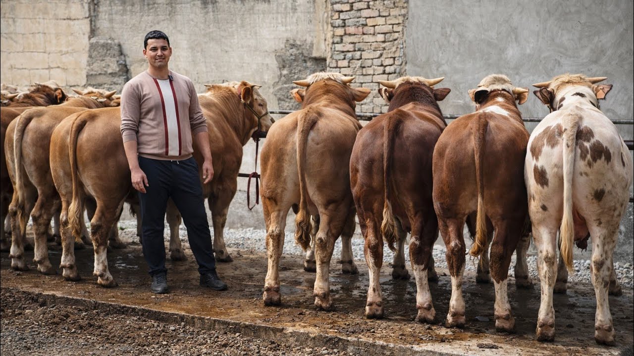 Simental va Gereford Zotga va Yemlashga Tayyor Buqalar 16-mart, 2026