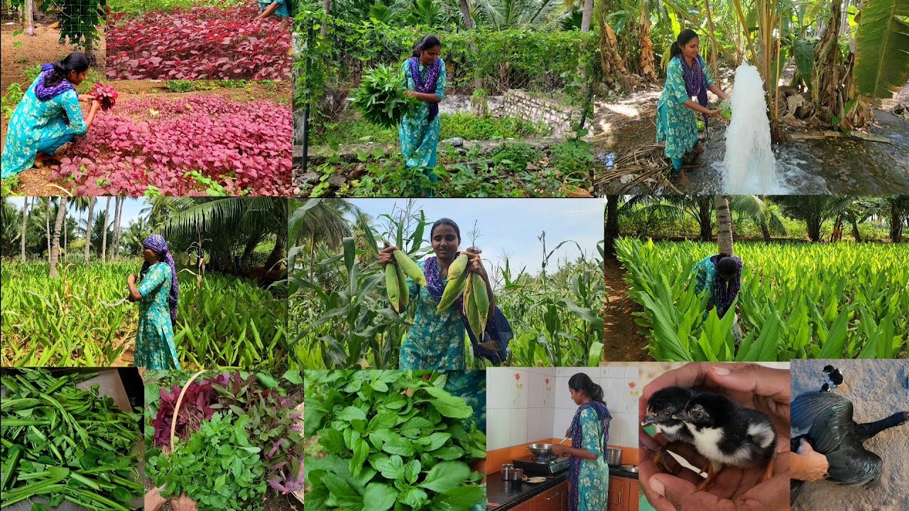 நம்ம கோழி எப்படி அடை வைக்குது பாருங்க🐓/HARVESTING VEGGIES AND COOKING DINNER/MULTI GREENS HARVEST 