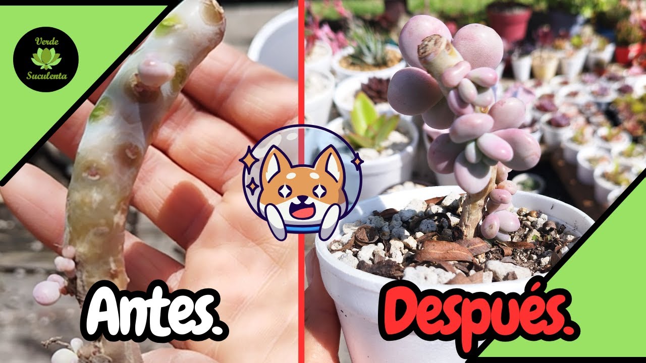 Esto es lo que hago para 