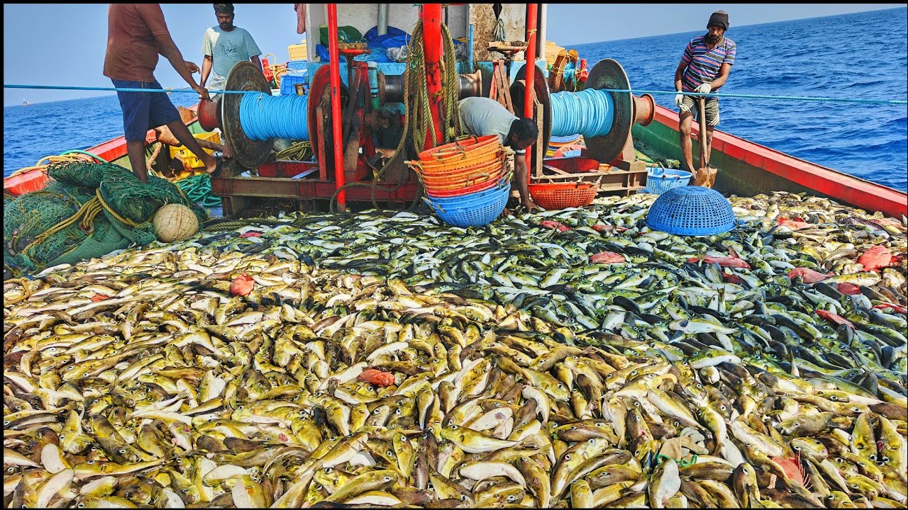 💥10Day Caught ⚓5ton's Buffer fishes in the Arabian deep sea🌊|ஒரே வலையில் சிக்கிய 5டன் பேத்தை மீன்கள்