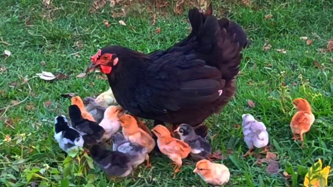 hen guarded by chicks, mothers hen call her baby chicks to sleep, chicken sound