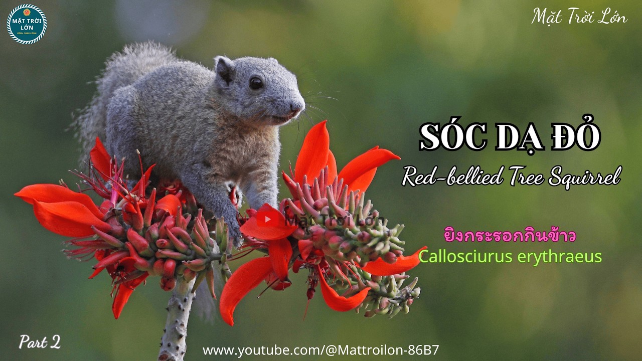 ✅Tiếng Sóc dạ đỏ (Sóc bụng đỏ) gọi bầy chuẩn không tạp âm mp3 | Pallas's squirrel call sound (P2)